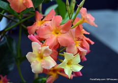 Close up van de opale Orange Coral.